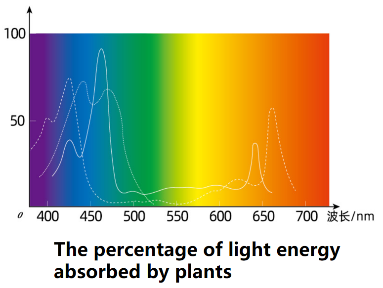 Light Energy Absorbed by Plants
