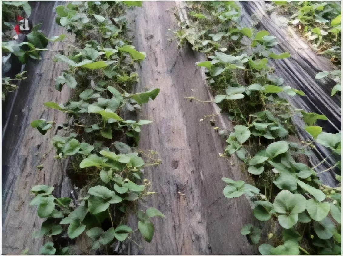 Light-Conversion Greenhouse Film — Field Results 7 Strawberry — standard film