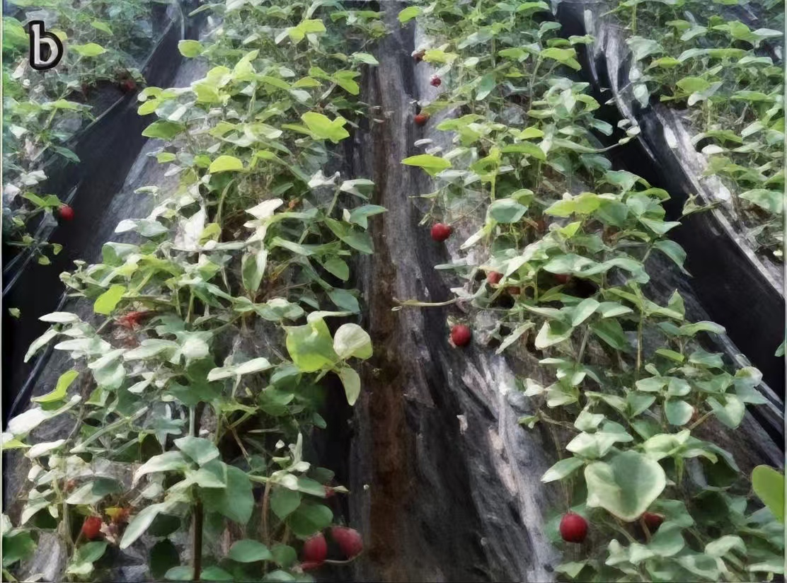 Light-Conversion Greenhouse Film — Field Results 8 Strawberry — light-conversion film