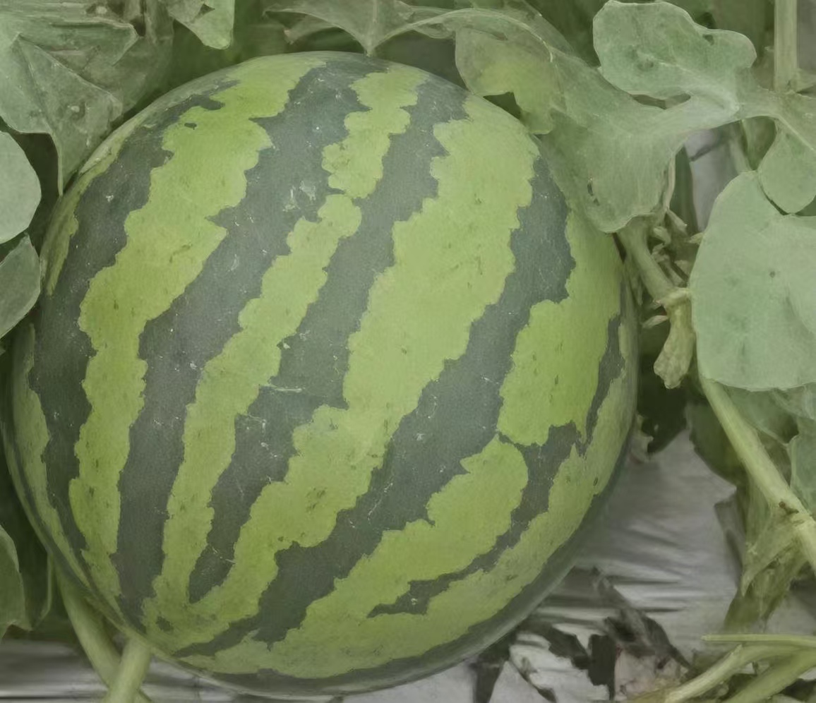 Light-Conversion Greenhouse Film — Field Results 5 Watermelon — standard film