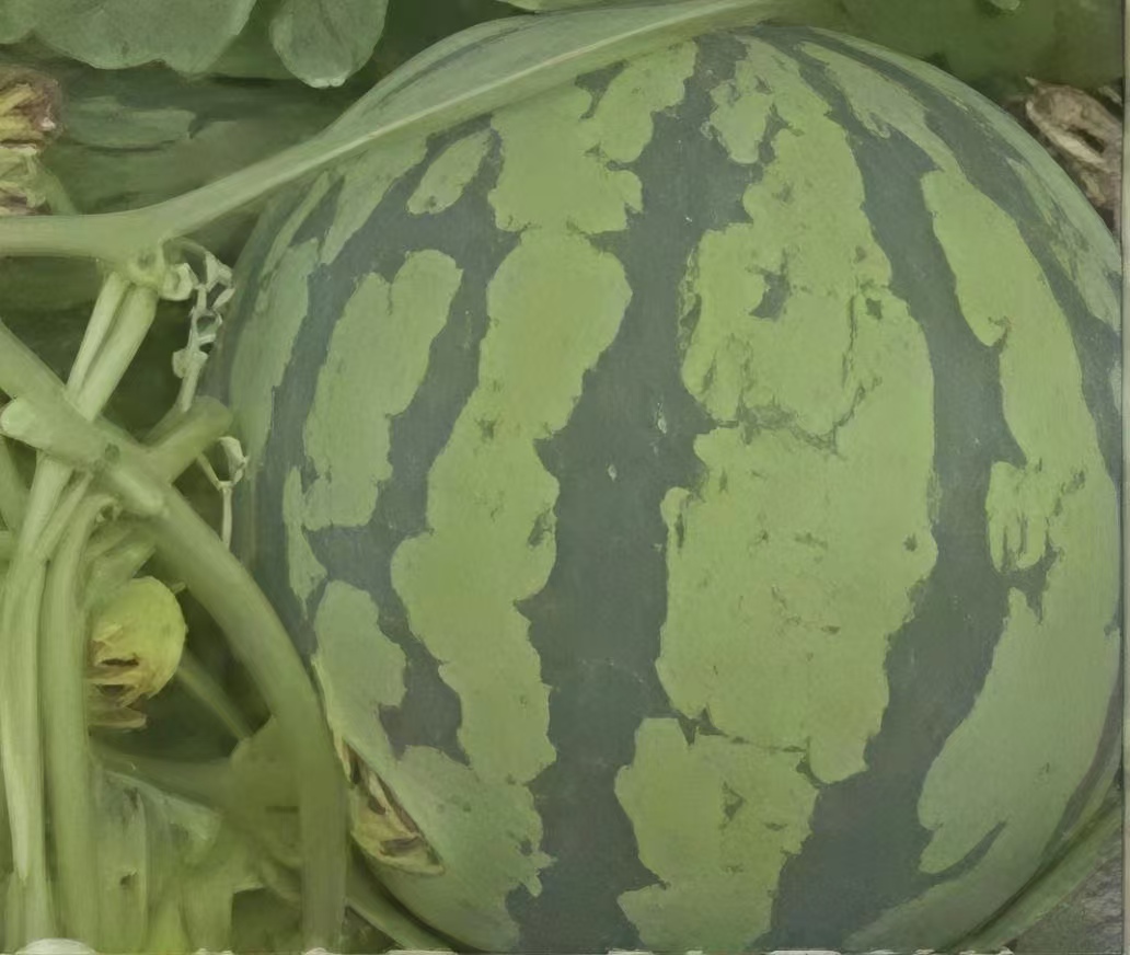 Light-Conversion Greenhouse Film — Field Results 6 Watermelon — light-conversion film