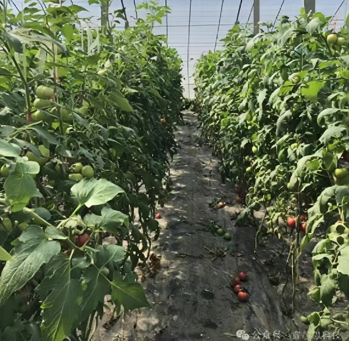 Light-Conversion Greenhouse Film — Field Results 3 Tomato — standard film