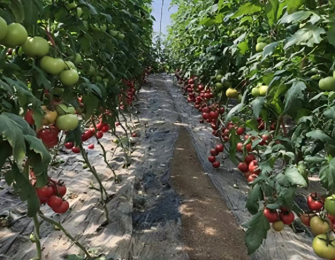 Light-Conversion Greenhouse Film — Field Results 4 Tomato — light-conversion film