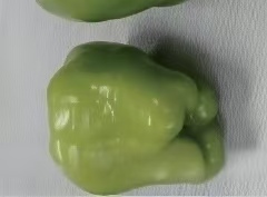 Light-Conversion Greenhouse Film — Field Results 1 Green pepper — standard film
