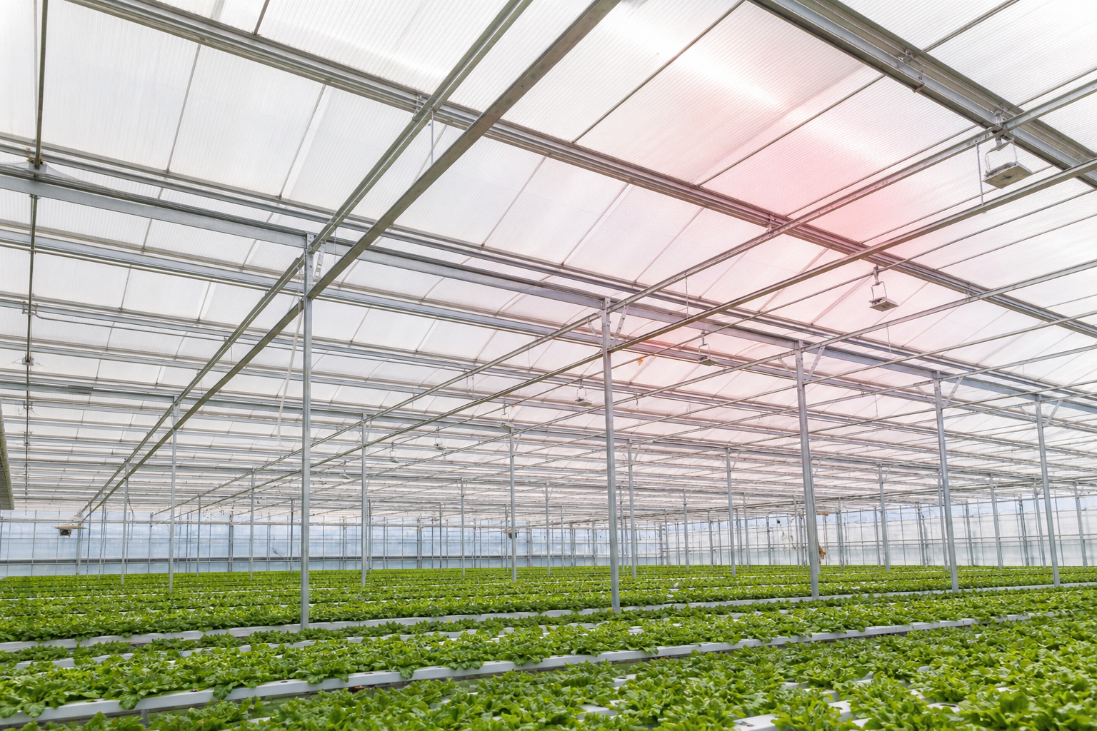 Commercial greenhouse with light-conversion polycarbonate roof panels